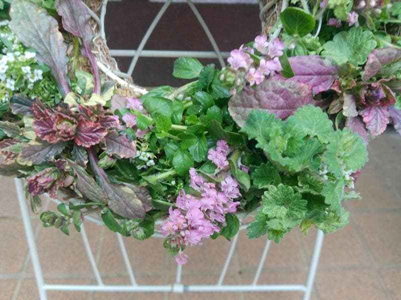 寄せ植え　 アリッサム　リース仕立て アジュガ 　ハンギングリース