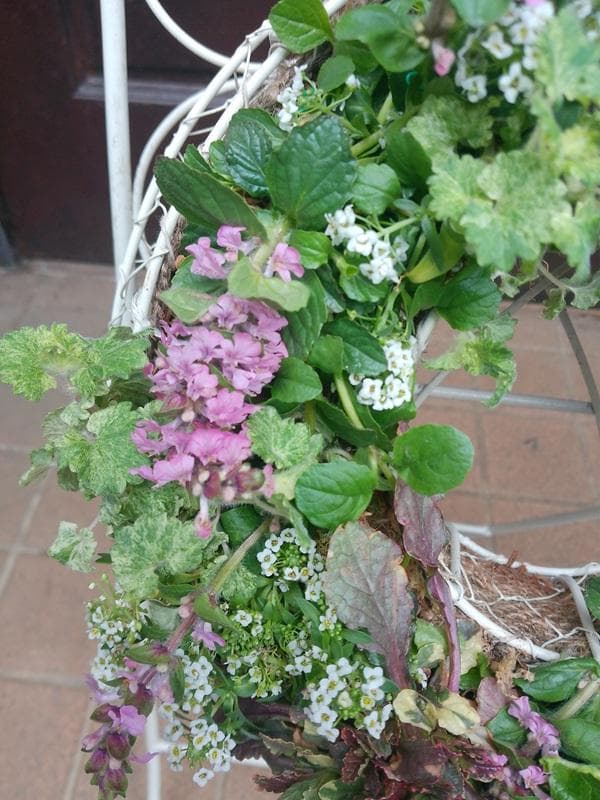 寄せ植え　 アリッサム　リース仕立て アジュガ 　ハンギングリース