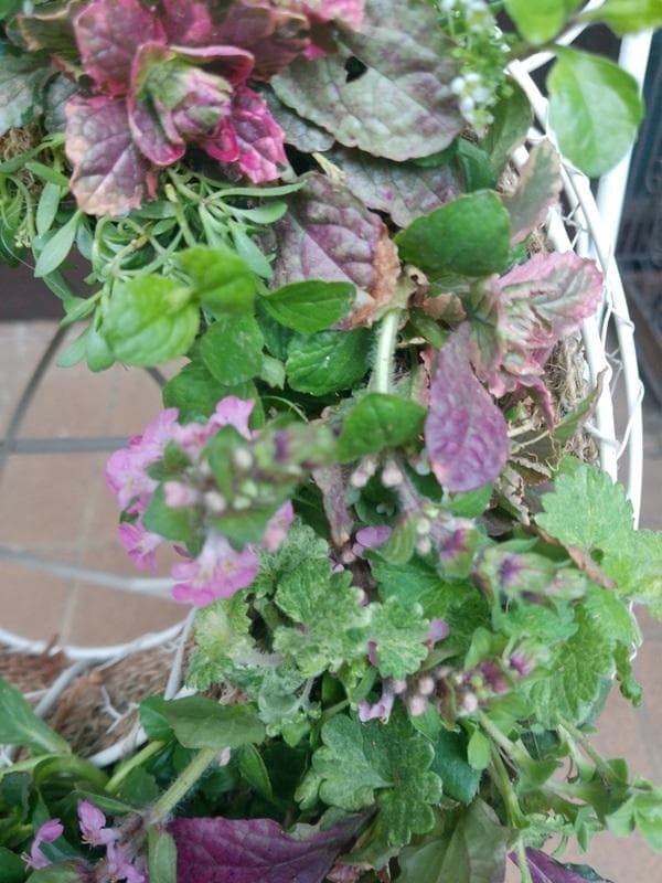 寄せ植え　 アリッサム　リース仕立て アジュガ 　ハンギングリース