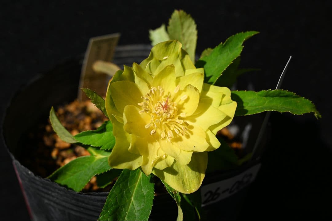 クリスマスローズ　珍品　認定メロンゴールド　加藤農園