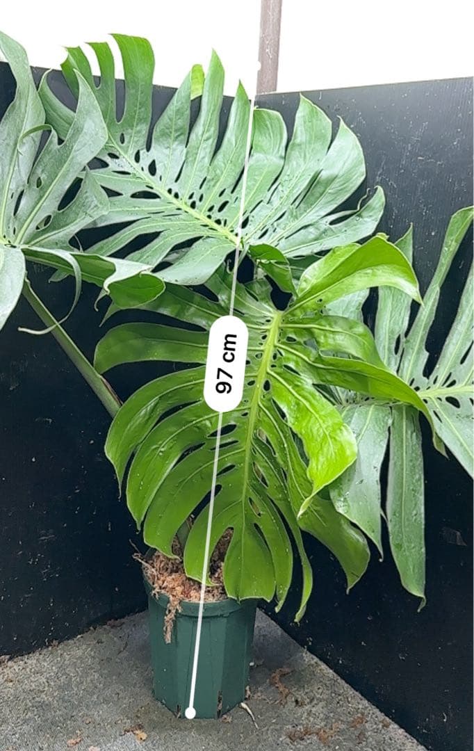 ***様 モンステラデリシオーサマクロコズム超希少系統鉢植え97㎝