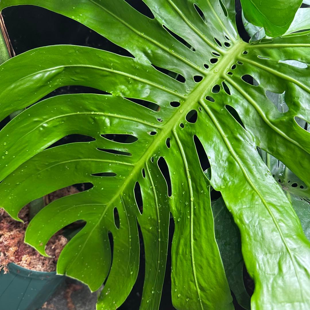 ***様 モンステラデリシオーサマクロコズム超希少系統鉢植え97㎝