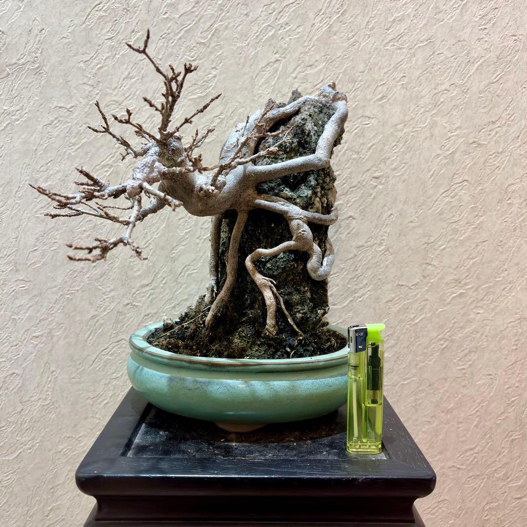 古樹!!樹高20㎝　石付き　唐楓　カエデ　小品　盆栽　真柏　黒松　五葉松　紅葉