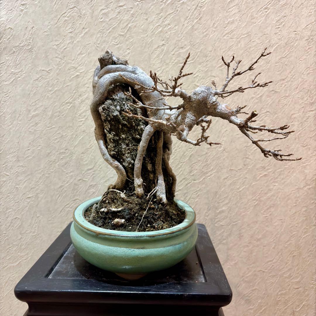 古樹!!樹高20㎝　石付き　唐楓　カエデ　小品　盆栽　真柏　黒松　五葉松　紅葉