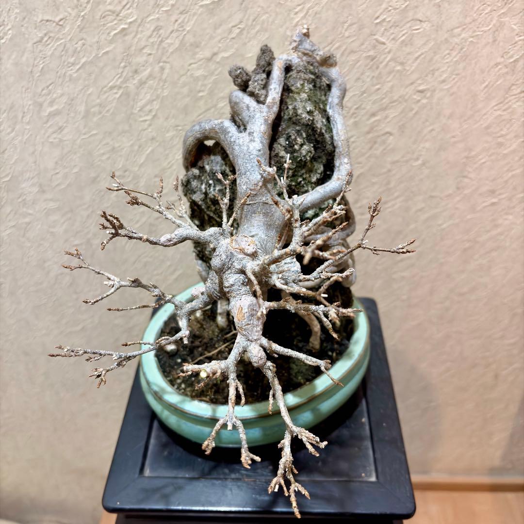 古樹!!樹高20㎝　石付き　唐楓　カエデ　小品　盆栽　真柏　黒松　五葉松　紅葉