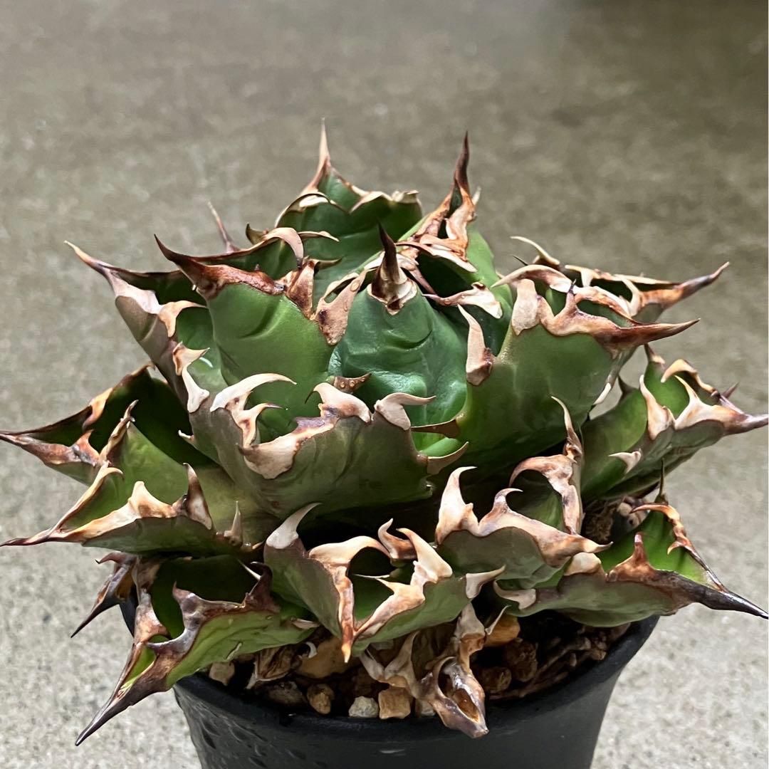 アガベ 姫巌龍 姫嚴龍 姫巌竜 姫厳龍 チタノタ コンパクタ ドワーフ