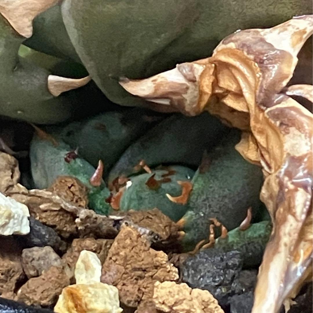 アガベ 姫巌龍 姫嚴龍 姫巌竜 姫厳龍 チタノタ コンパクタ ドワーフ