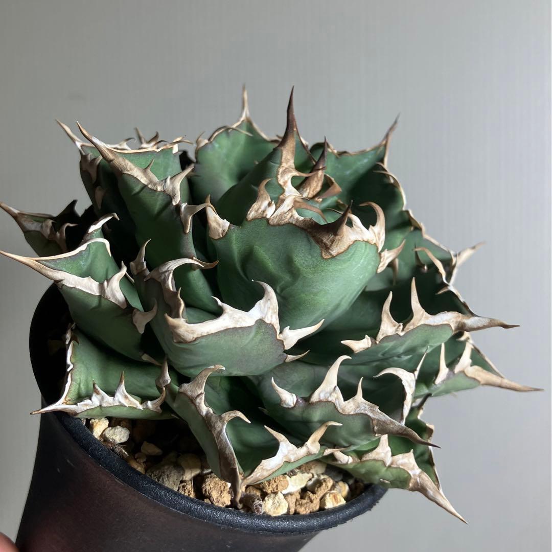 アガベ 姫巌龍 姫嚴龍 姫巌竜 姫厳龍 チタノタ コンパクタ ドワーフ