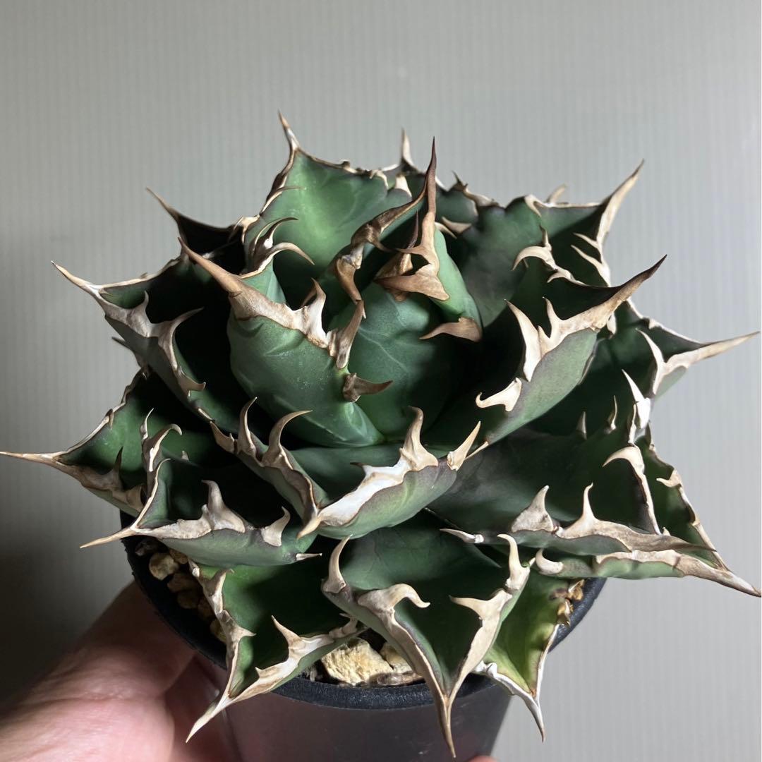 アガベ 姫巌龍 姫嚴龍 姫巌竜 姫厳龍 チタノタ コンパクタ ドワーフ