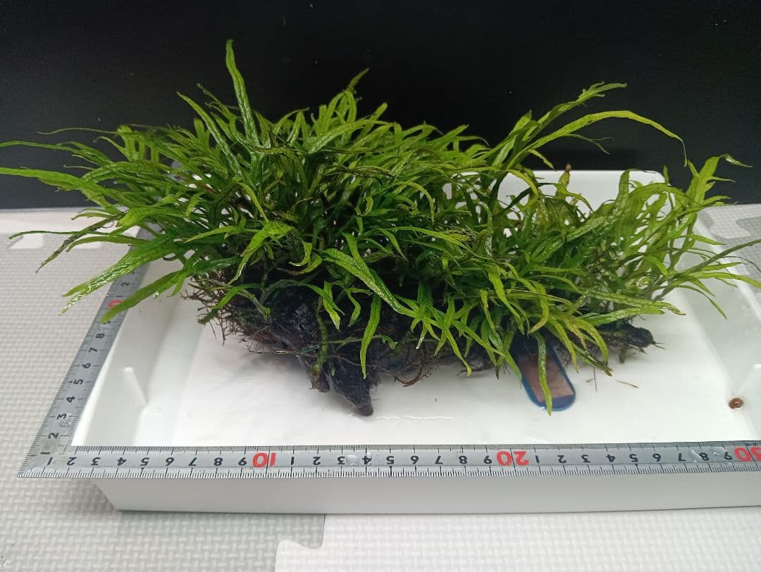 ミクロソリウムsp.パプアニューギニア　流木活着