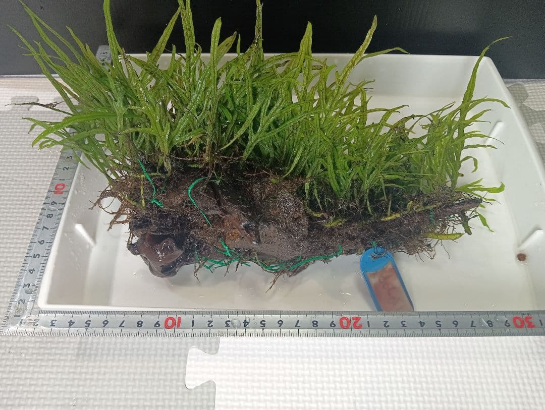 ミクロソリウムsp.パプアニューギニア　流木活着