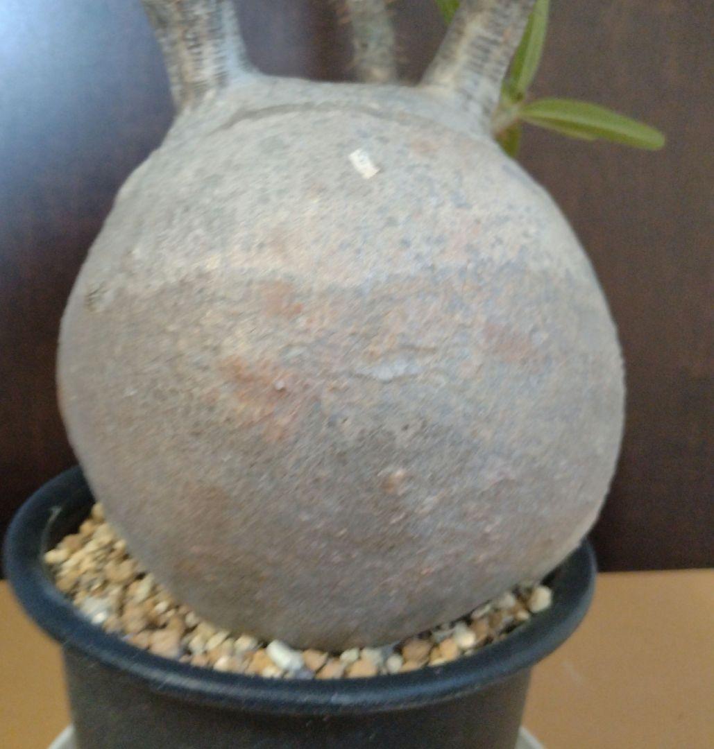 まんまる　パキポディウム　グラキリス　現地株