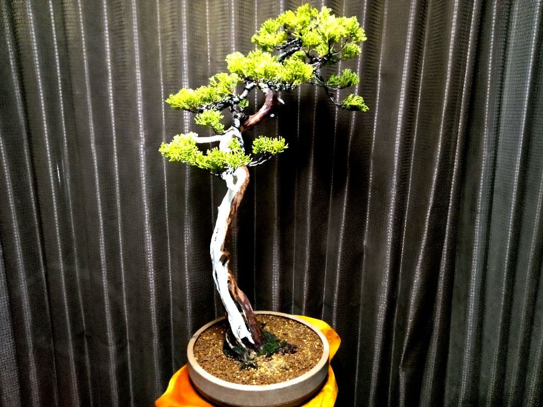 【大品 文人系 真柏盆栽】　　　　⭕樹齢 50年超、セール❗ ★新春限定価格★