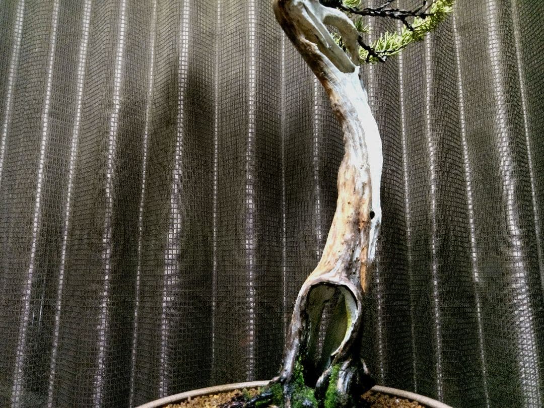 【大品 文人系 真柏盆栽】　　　　⭕樹齢 50年超、セール❗ ★新春限定価格★