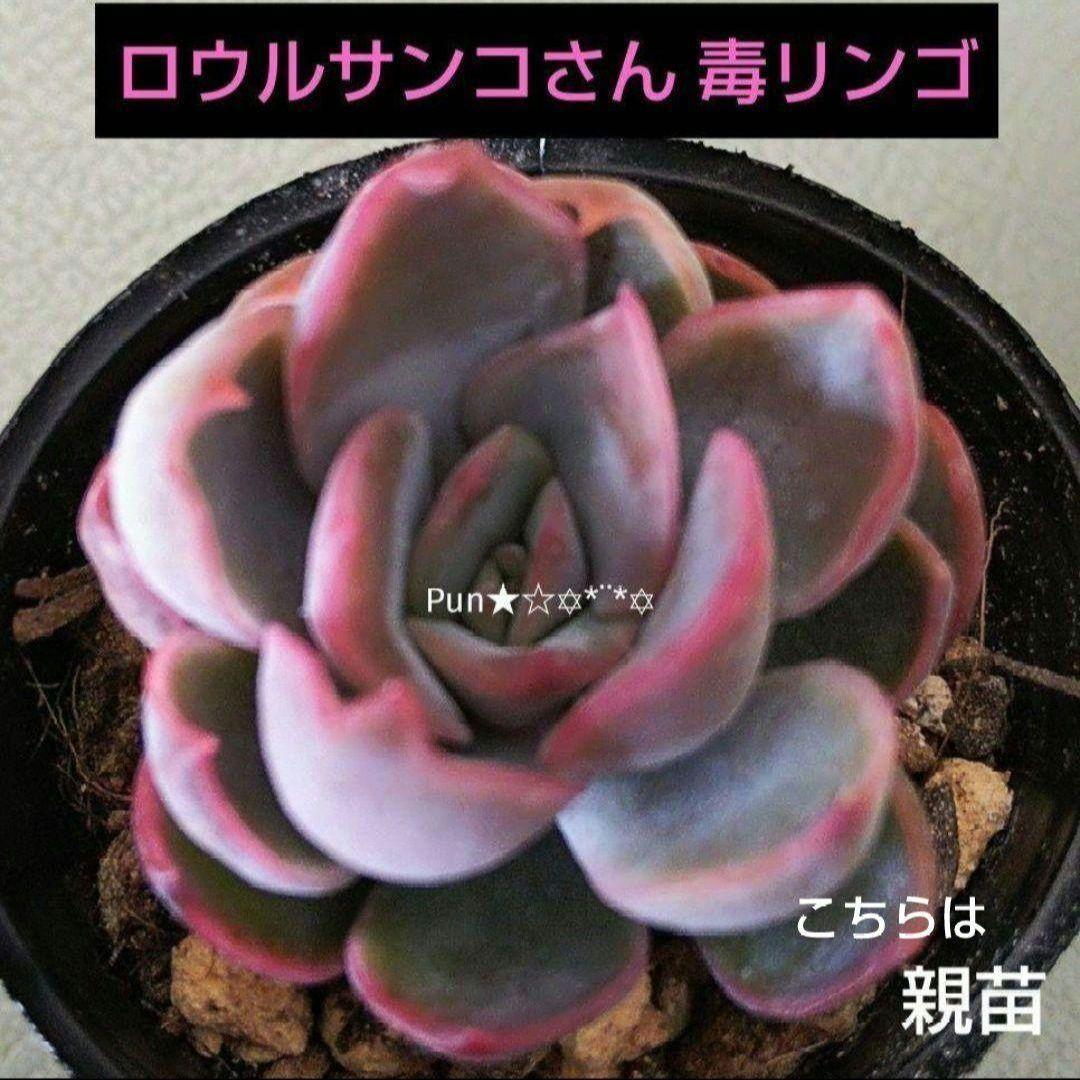 多肉植物 ロウルサンコさん♡毒りんご♡カット苗/毒リンゴ～3/23～