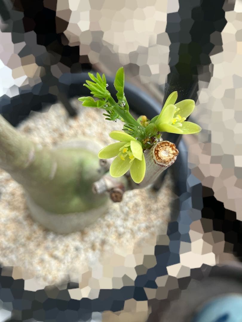 【お知らせページ】アデニアグラウカ　種子