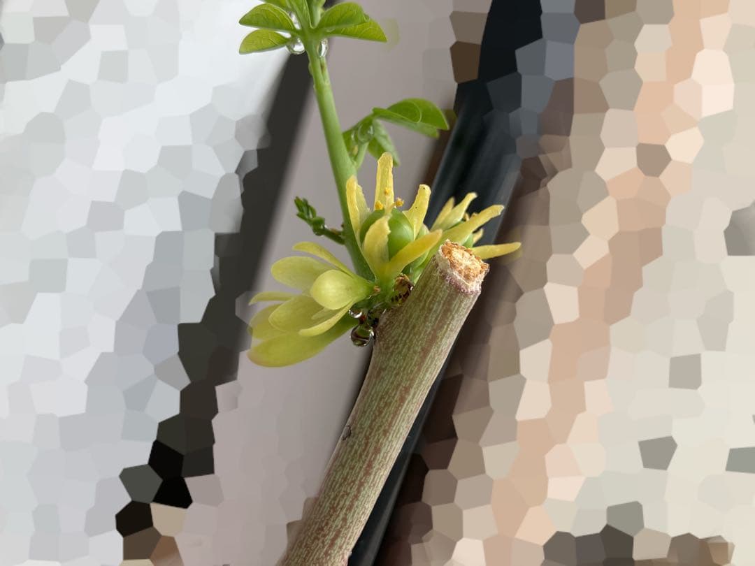 【お知らせページ】アデニアグラウカ　種子