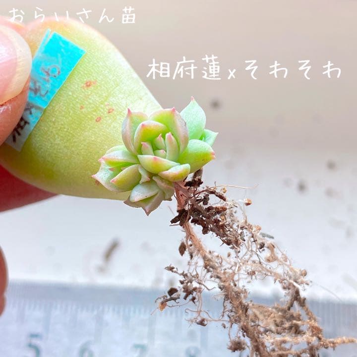 おらいさん苗　相府蓮xそわそわ　青札