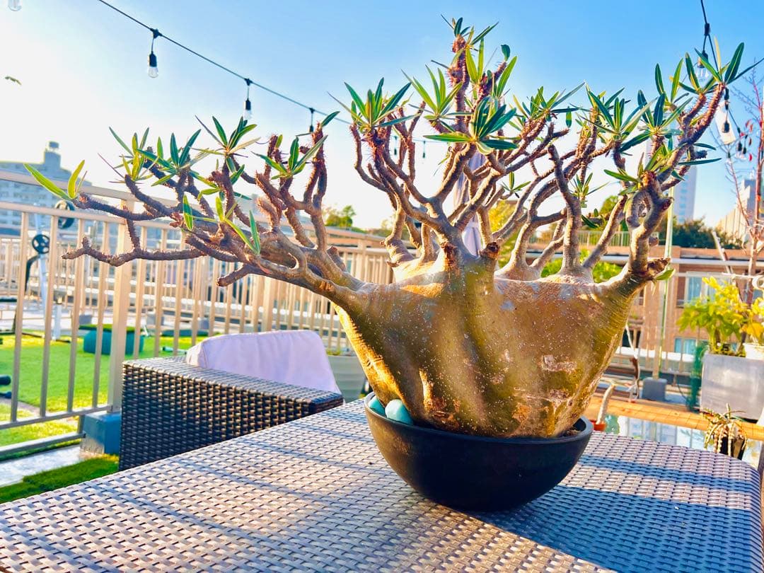 パキポディウム巨大グラキリス