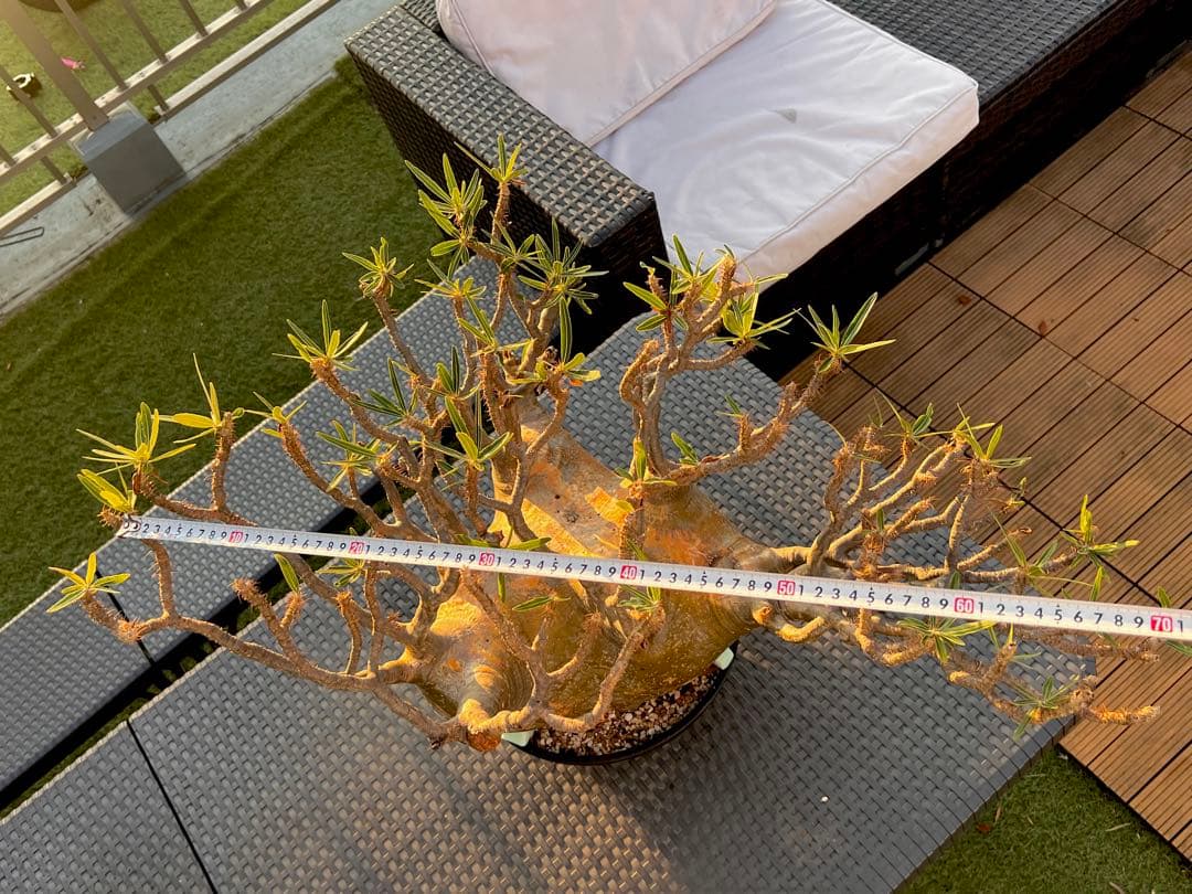 パキポディウム巨大グラキリス