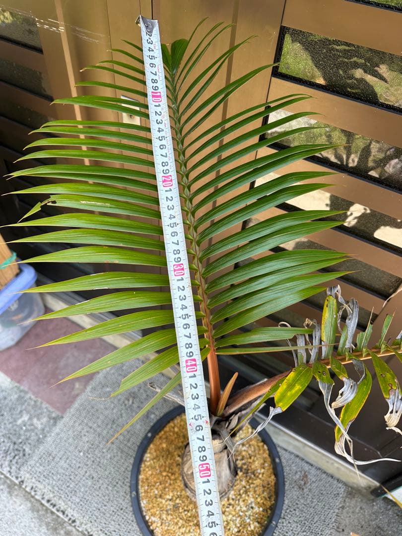 シャンパンヤシ　トックリヤシ