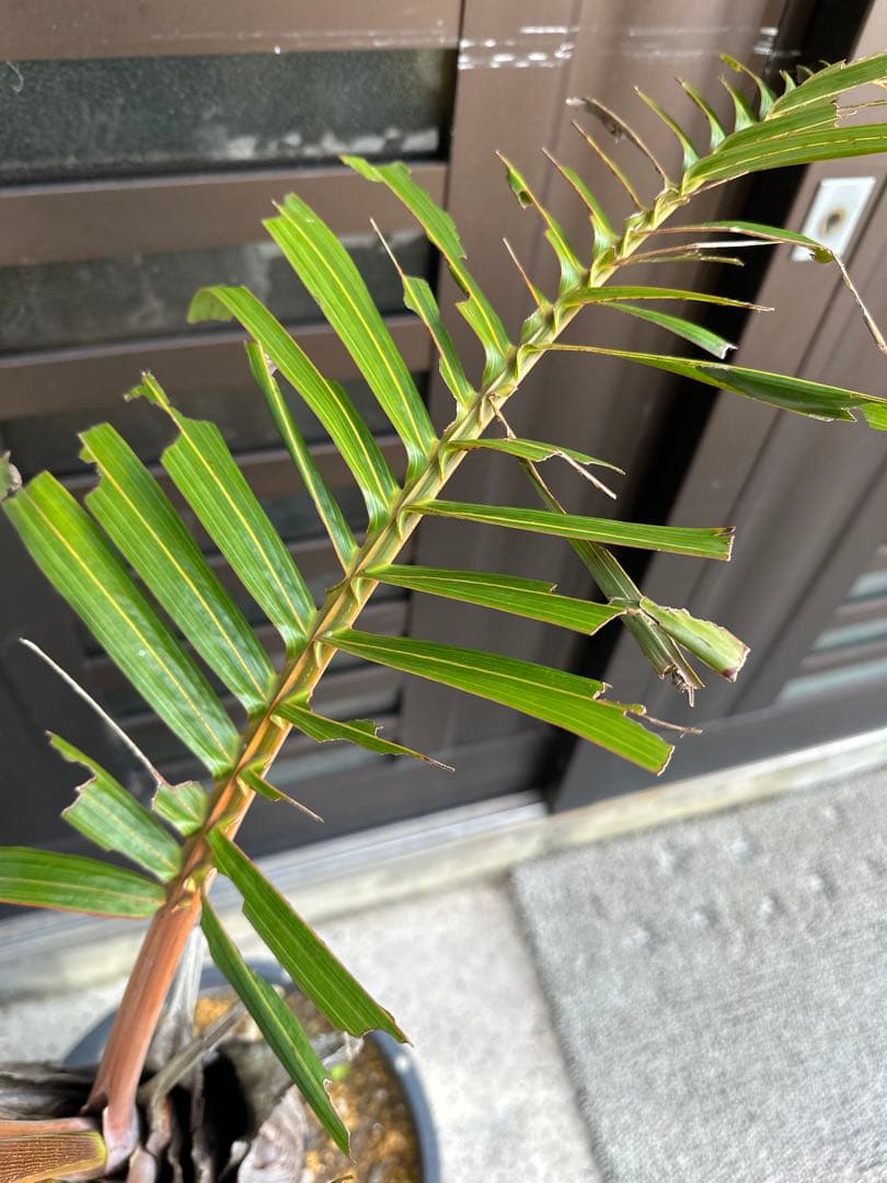 シャンパンヤシ　トックリヤシ