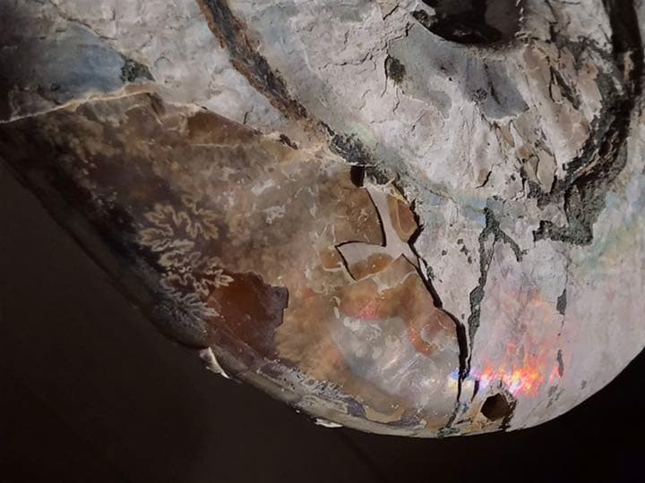 【限定価格】マダガスカル産　アンモナイト化石（クリオニセラス）特大サイズ