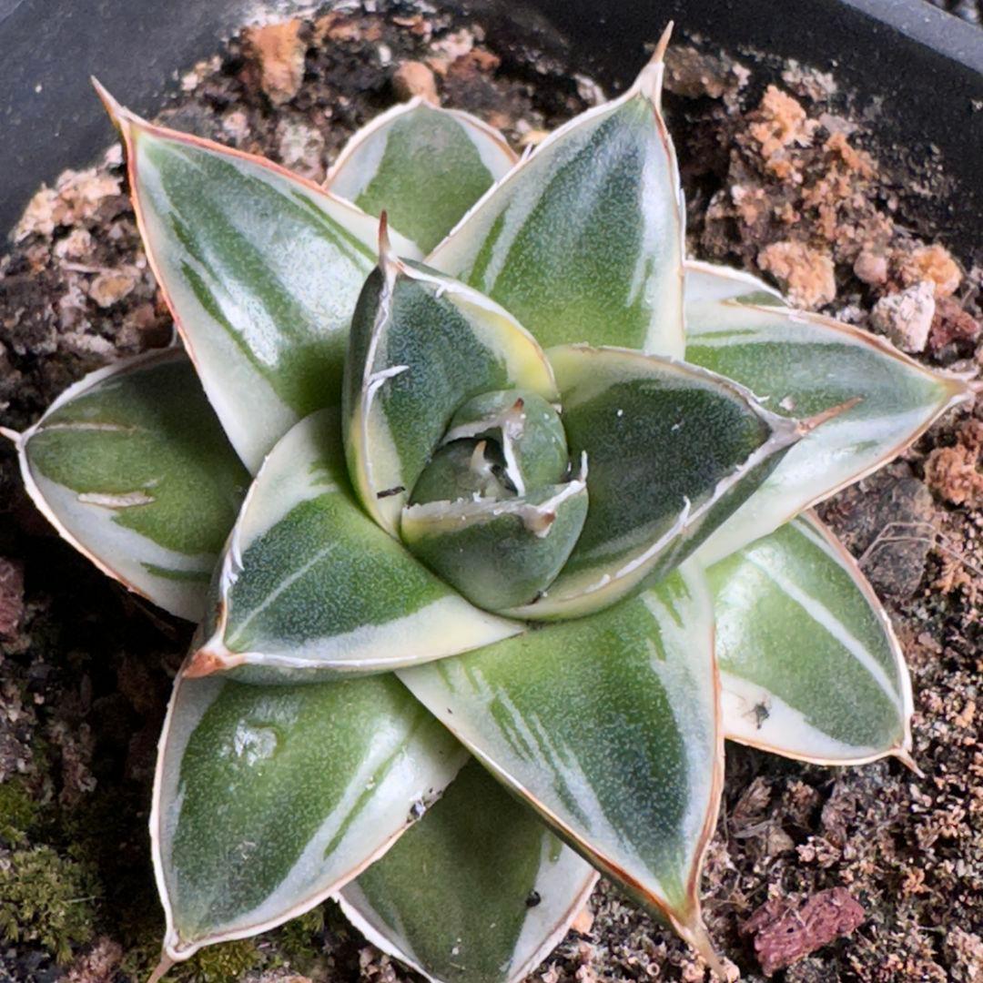 2190多肉植物 アガベ　ピンキー　王妃笹の雪A型　白覆輪斑