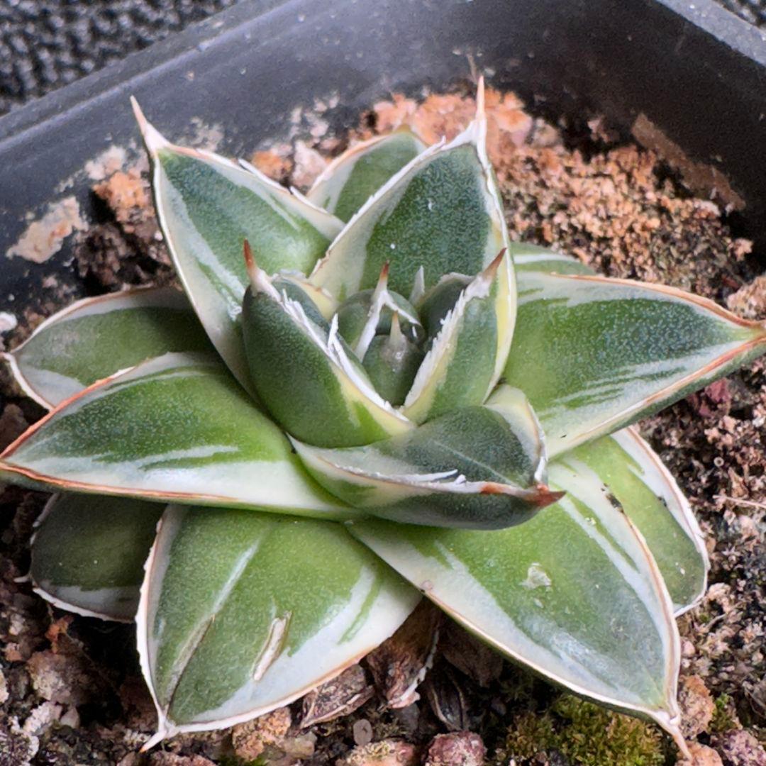 2190多肉植物 アガベ　ピンキー　王妃笹の雪A型　白覆輪斑