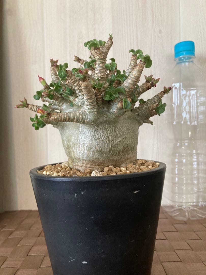 アデニウム　獅子葉　ドワーフ　ドーセットホーン