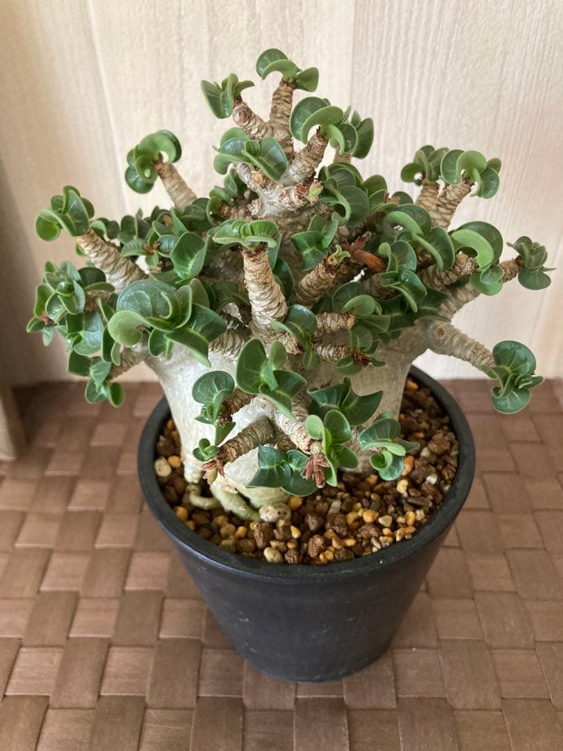 アデニウム　獅子葉　ドワーフ　ドーセットホーン