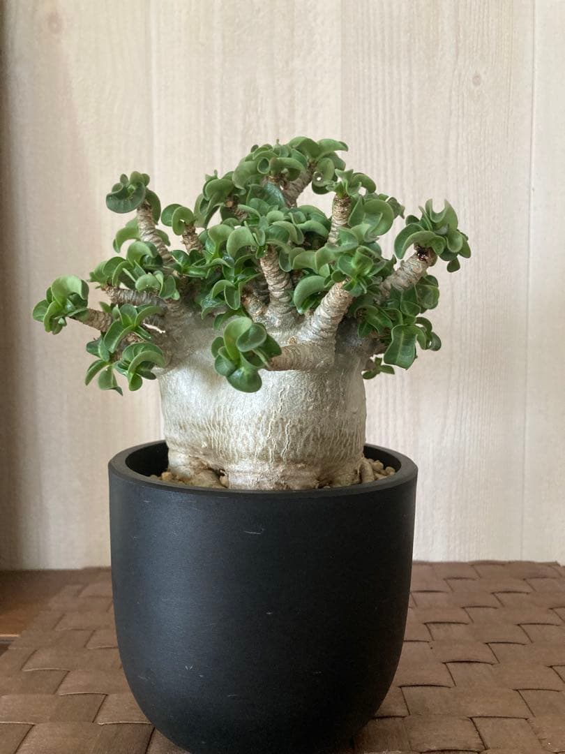 アデニウム　獅子葉　ドワーフ　ドーセットホーン