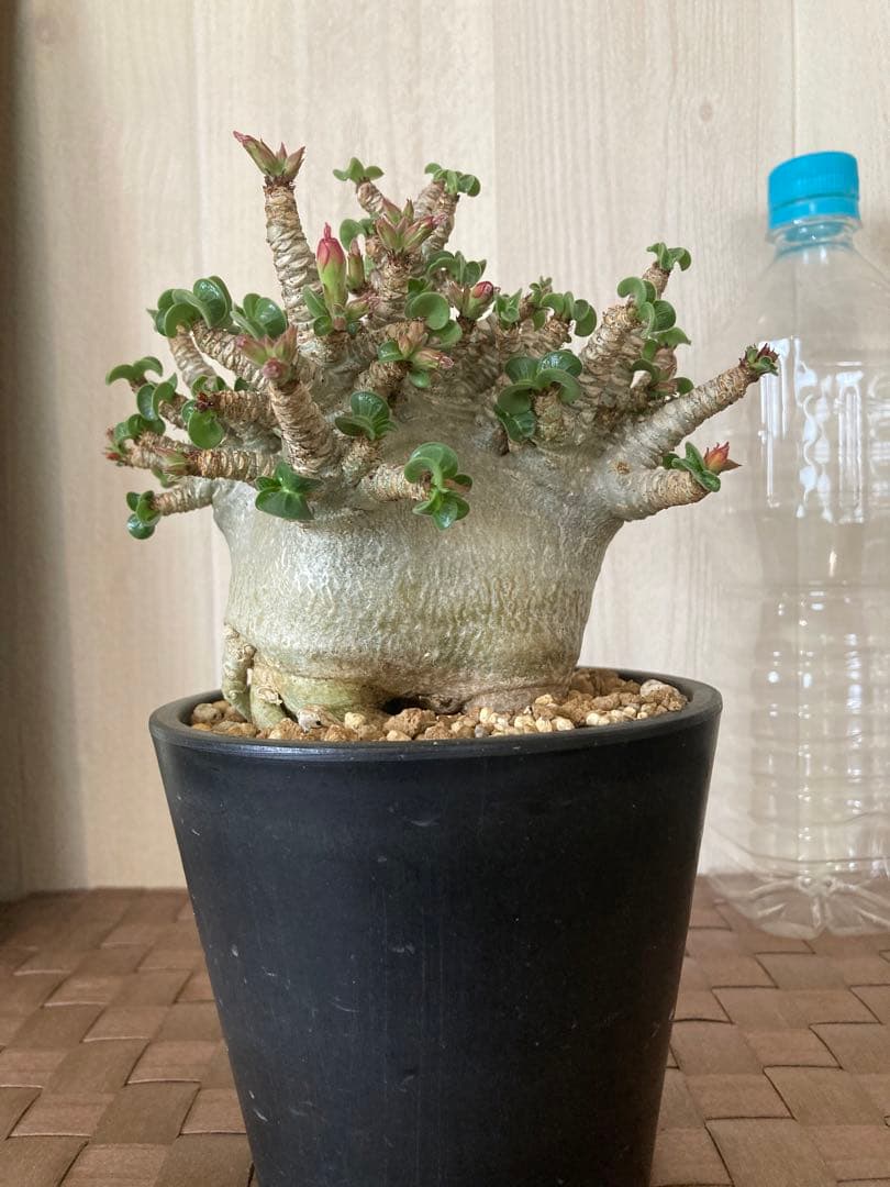 アデニウム　獅子葉　ドワーフ　ドーセットホーン