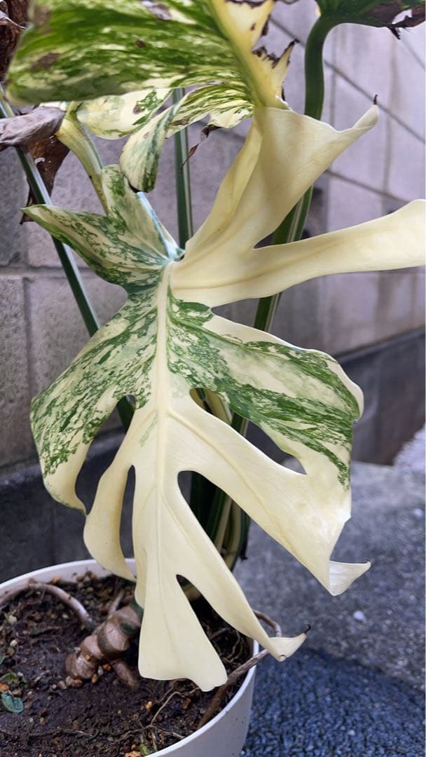 斑入りモンステラ