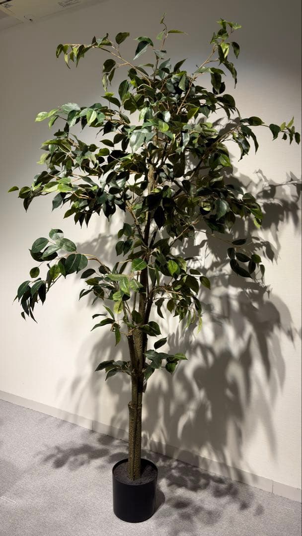 フェイクグリーン　ベンジャミン(フィスカ) 165cm 観葉植物　造花