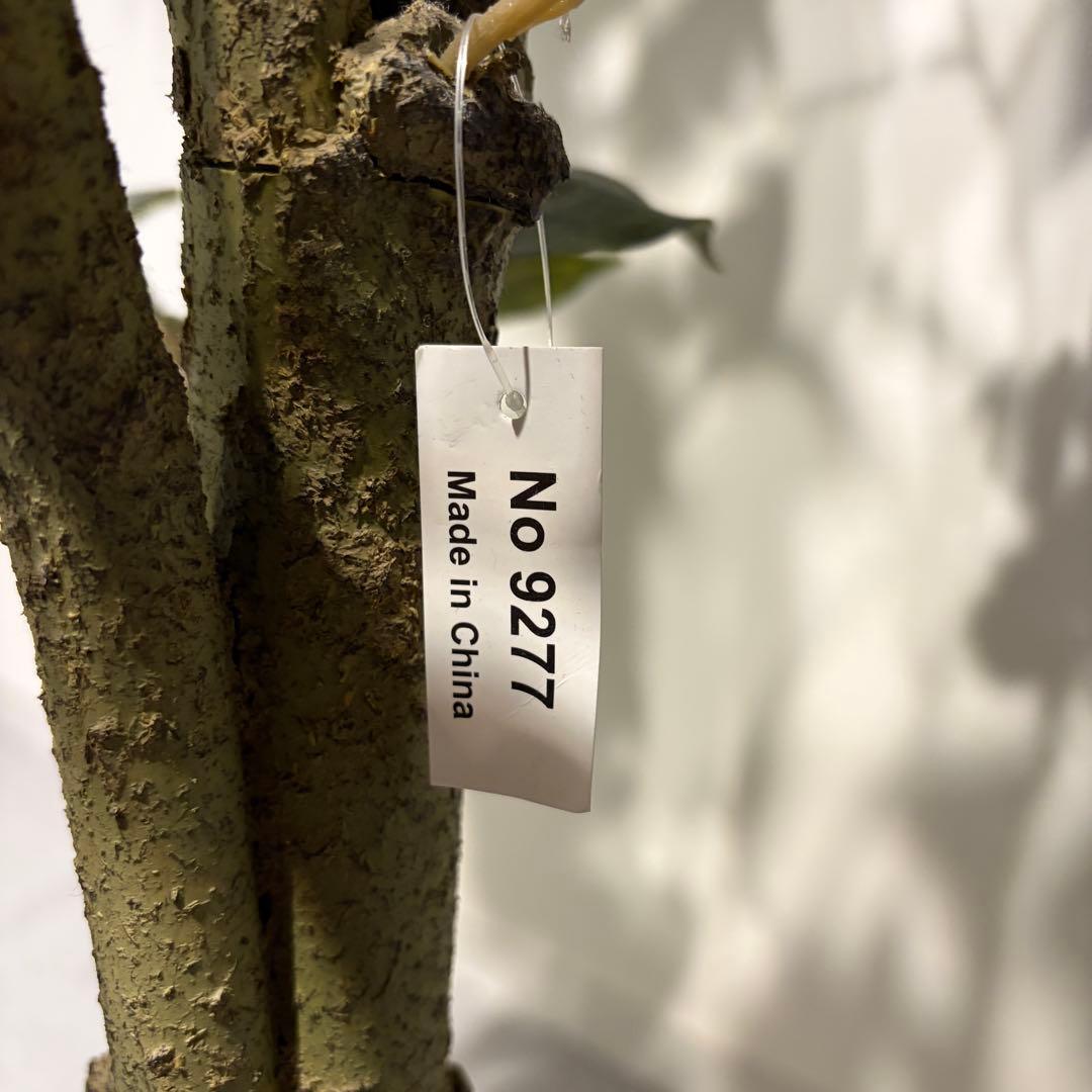 フェイクグリーン　ベンジャミン(フィスカ) 165cm 観葉植物　造花