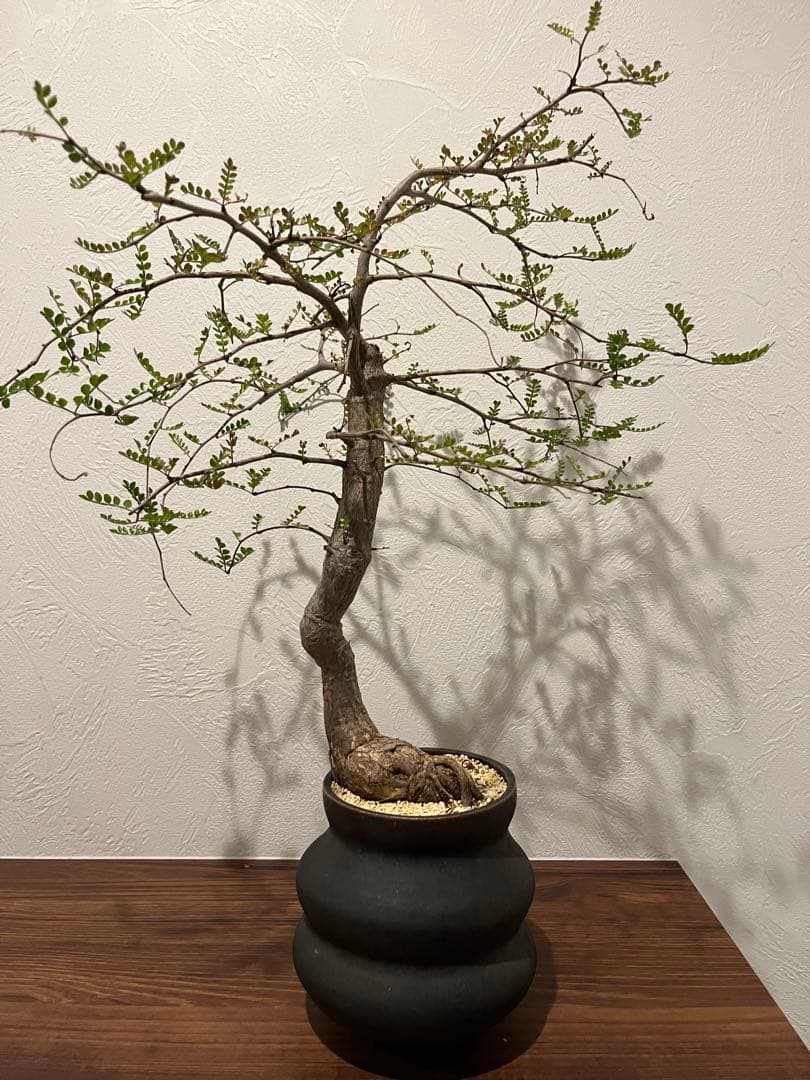 オペルクリカリア　デカリー　細川政己