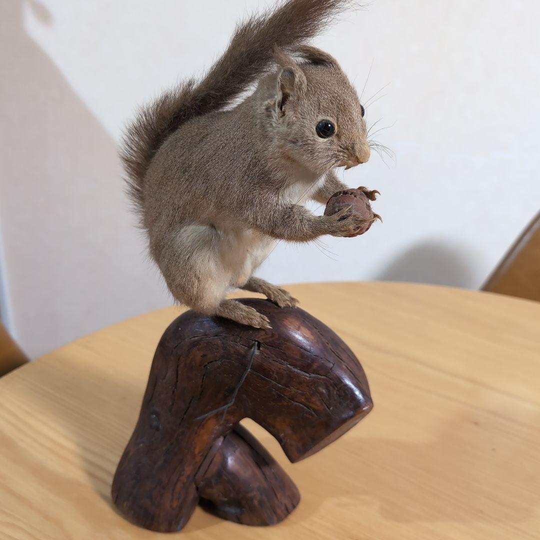 剥製　本物　リス
