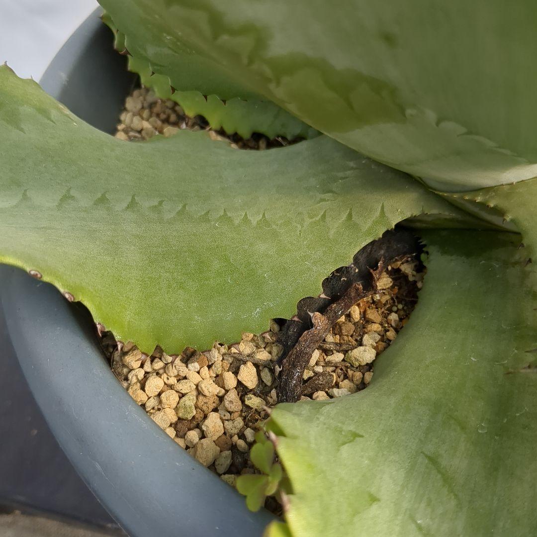 アガベ　ミスターリップル　50cm