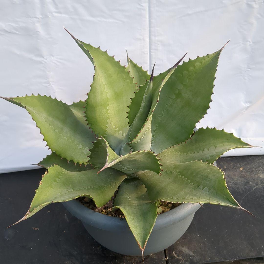 アガベ　ミスターリップル　50cm