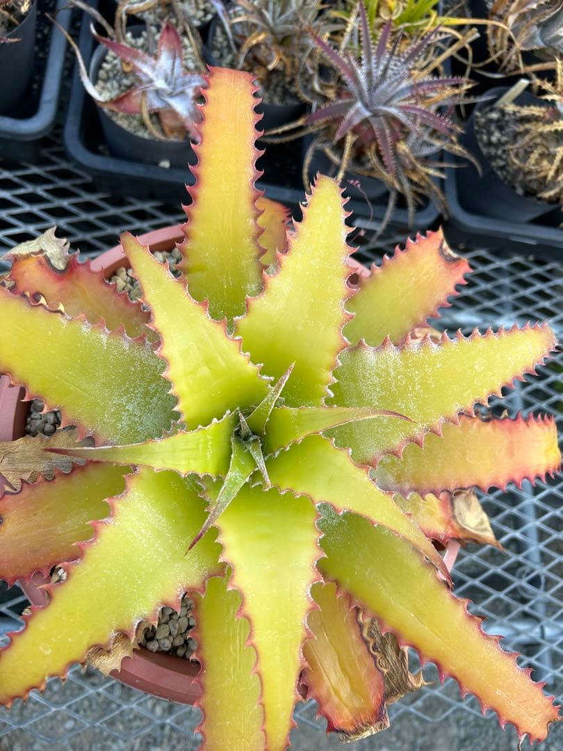 大人気 ヘクチア ラナタ 雌株 Hechtia lanata ⑵