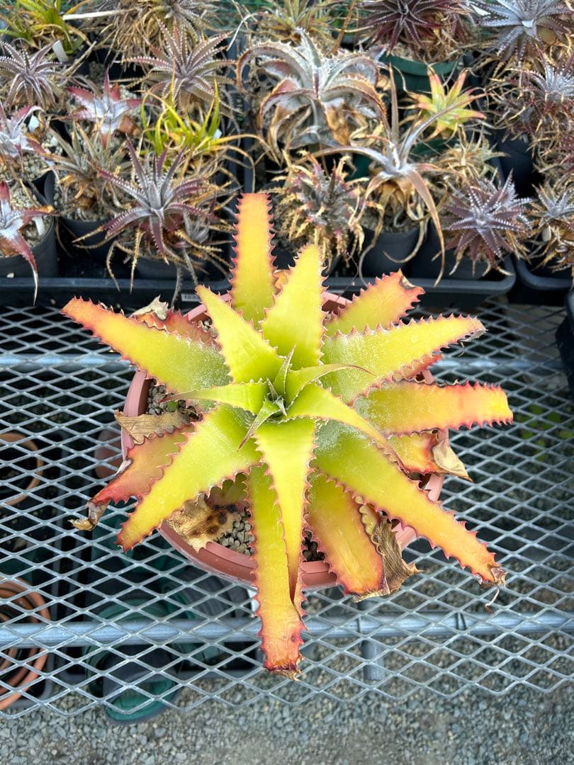 大人気 ヘクチア ラナタ 雌株 Hechtia lanata ⑵