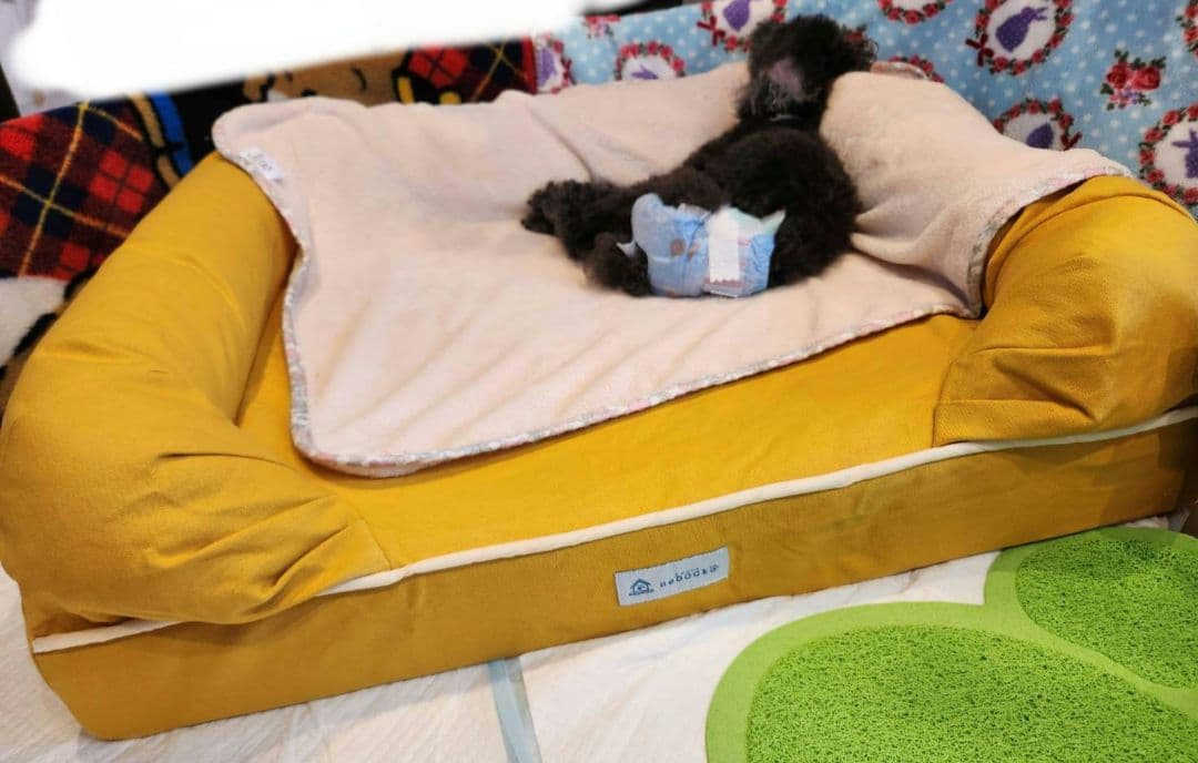 neDOGko マスタードイエロー 犬用ベッド クッション型 シニア用 Lサイズ