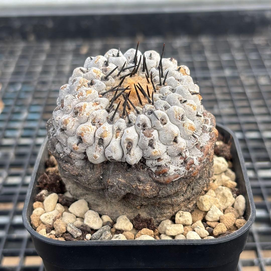 コピアポア　シネレア　コルムナアルバ　山木　現地球E