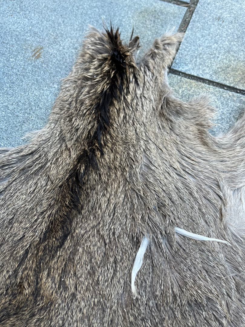 ニホンジカ♀毛皮　25-1