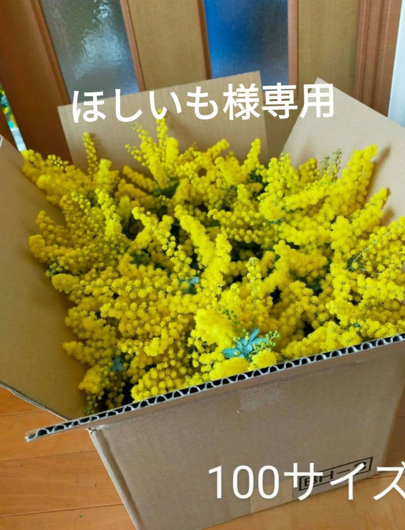 ほしいも　ミモザ 100サイズ