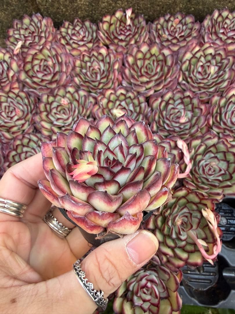 霊隠29苗多肉植物 エケベリア 園芸レア種 土と根付き