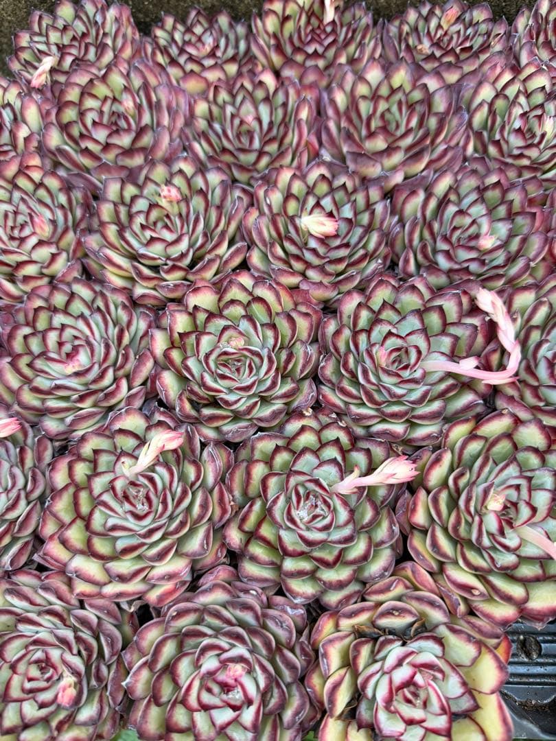 霊隠29苗多肉植物 エケベリア 園芸レア種 土と根付き