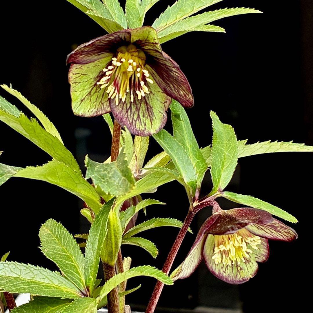 ま*ん様 3548☘️蕾花タグ付き☘️超希少☘️プチドール⭐️小輪⭐️凄ツヤ⭐️