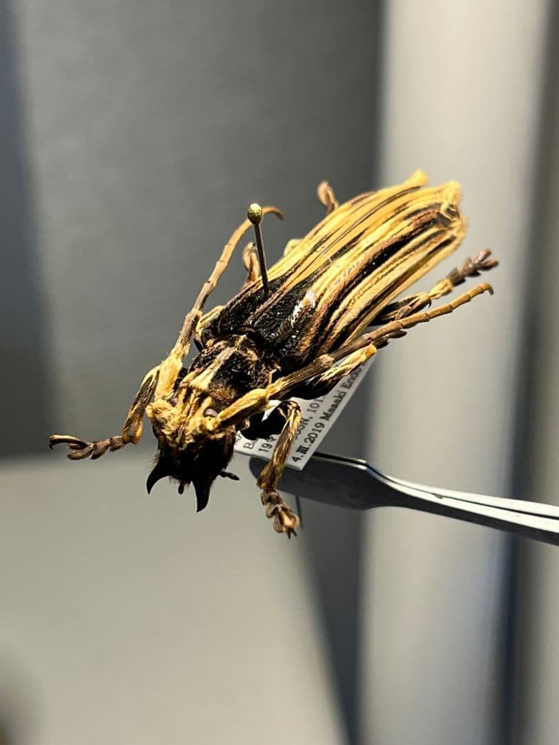 【43mm】キノハダカミキリ 標本 タテスジケブカカミキリ 天牛 甲虫